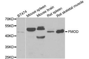 Western blot analysis of extracts of various cell lines, using FMOD antibody. (Fibromodulin anticorps  (AA 19-376))
