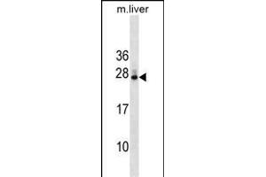DNAJB9 Antibody (N-term) (ABIN1539349 and ABIN2849425) western blot analysis in mouse liver tissue lysates (35 μg/lane). (DNAJB9 anticorps  (N-Term))