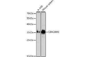 Western blot analysis of extracts of various cell lines, using CD66d/CE antibody (ABIN3016297, ABIN3016298, ABIN3016299 and ABIN6219699) at 1:1000 dilution. (CEACAM3 anticorps  (AA 1-135))