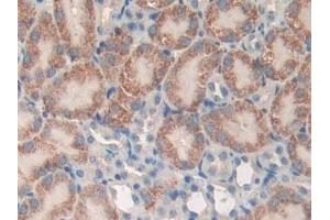 Detection of DEP1 in Mouse Kidney Tissue using Polyclonal Antibody to Density Enhanced Phosphatase 1 (DEP1)