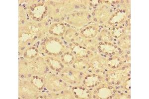 Immunohistochemistry of paraffin-embedded human kidney tissue using ABIN7145954 at dilution of 1:100 (CCL14 anticorps  (AA 20-93))