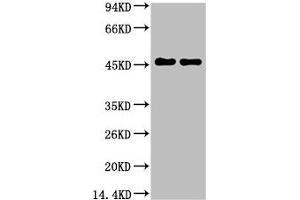 Western blot analysis of Rat Brain Tissue, diluted at 1:5000. (GFAP anticorps)