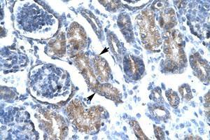 Image no. 1 for anti-Forkhead Box F1 (FOXF1) (AA 292-341) antibody (ABIN202327)