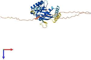 AlphaFold protein structure predicition of Mouse Recombinant Gem Protein, UniprotID P55041