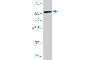 Western Blot detection against Immunogen (78.