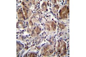 Formalin fixed and paraffin embedded human stomach tissue stained with DULLARD Antibody  followed by peroxidase conjugation of the secondary antibody and DAB staining.