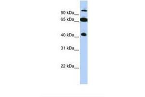 Image no. 1 for anti-Tripartite Motif Containing 9 (TRIM9) (AA 540-589) antibody (ABIN6737746) (TRIM9 anticorps  (AA 540-589))