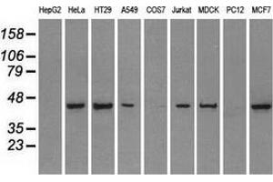 Western blot analysis of extracts (35 µg) from 9 different cell lines by using anti-PPP1R7 monoclonal antibody.