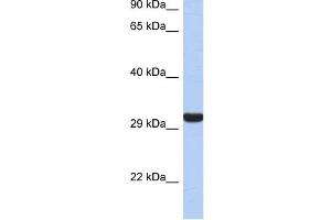Granzyme K antibody used at 1 ug/ml to detect target protein. (GZMK anticorps)