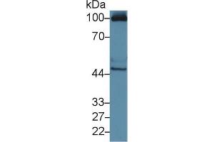 Western blot analysis of Human HepG2 cell lysate, using Mouse RAGE Antibody (3 µg/ml) and HRP-conjugated Goat Anti-Rabbit antibody ( (MOK anticorps  (AA 2-228))