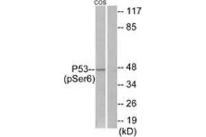 Western blot analysis of extracts from COS7 cells treated with H2O2 100uM 30', using p53 (Phospho-Ser6) Antibody. (p53 anticorps  (pSer6))