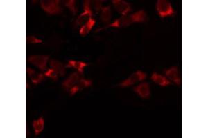 ABIN6274744 staining RAW264. (MRPL47 anticorps  (C-Term))