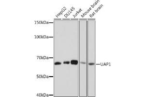 Western blot analysis of extracts of various cell lines, using U Rabbit mAb (ABIN7271211) at 1:1000 dilution. (UAP1 anticorps)