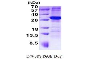 SDS-PAGE (SDS) image for Armadillo Repeat Containing 10 (ARMC10) (AA 28-308) protein (His tag) (ABIN7529236) (ARMC10 Protein (AA 28-308) (His tag))