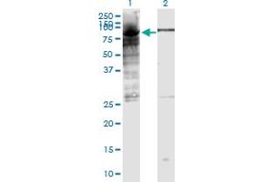 Western Blot analysis of POLR3E expression in transfected 293T cell line by POLR3E monoclonal antibody (M03), clone 4F4. (POLR3E anticorps  (AA 1-666))