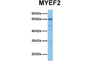 Host:  Rabbit  Target Name:  MYEF2  Sample Tissue:  Human 786-0  Antibody Dilution:  1. (MYEF2 anticorps  (Middle Region))