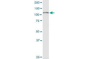 RPS6KC1 monoclonal antibody (M01A), clone 4C6.