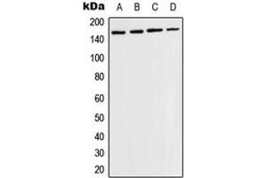 Western blot analysis of TIE2 (pY1108) expression in MCF7 PMA-treated (A), HuvEc (B), mouse brain (C), rat brain (D) whole cell lysates. (TEK anticorps  (C-Term, pTyr1108))