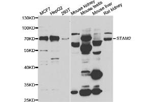 Western blot analysis of extracts of various cell lines, using STAM2 antibody (ABIN5974246) at 1/1000 dilution. (STAM2 anticorps)