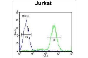 IL Antibody (Center) (ABIN653951 and ABIN2843173) flow cytometric analysis of Jurkat cells (right histogram) compared to a negative control cell (left histogram). (IMMP2L anticorps  (AA 81-109))