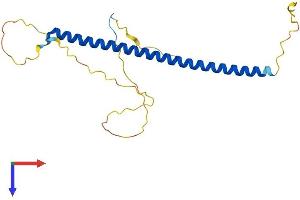 AlphaFold protein structure predicition of Mouse Recombinant Bloc1s3 Protein, UniprotID Q5U5M8