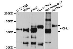 Western blot analysis of extracts of various cell lines, using CHL1 antibody (ABIN5996370) at 1/1000 dilution. (CHL1 anticorps)