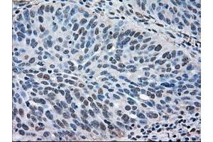 Image no. 1 for anti-Mitogen-Activated Protein Kinase 1 (MAPK1) antibody (ABIN1499287)