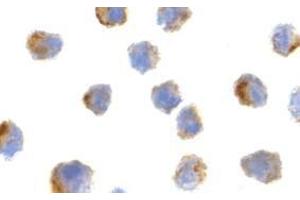 Immunocytochemistry of Bit1 in 3T3 cells with AP30152PU-N Bit1 antibody at 2 μg/ml.