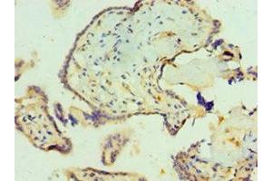 Immunohistochemistry of paraffin-embedded human placenta tissue using ABIN7161703 at dilution of 1:100 (SCP2 anticorps  (AA 1-322))