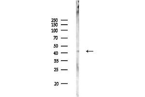 anti-Pepsin A antibody