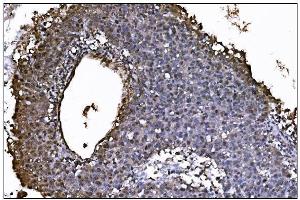 IHC analysis of JAB1 using anti-JAB1 antibody (ABIN7602482). (COPS5 anticorps  (AA 8-334))