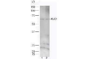 Lane 1: Hela lysates Lane 2:293T lysates probed with Rabbit Anti-KLC1/KNS2 Polyclonal Antibody, Unconjugated (ABIN1385823) at 1:300 overnight at 4 °C. (KLC1 anticorps  (AA 1-100))