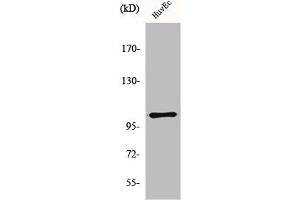 Western Blot analysis of HuvEc cells using mGluR-7 Polyclonal Antibody (GRM7 anticorps  (C-Term))