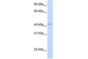 Image no. 1 for anti-Cytochrome C Oxidase Assembly Homolog 10 (COX10) (AA 180-229) antibody (ABIN6740921) (COX10 anticorps  (AA 180-229))