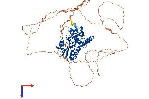 AlphaFold protein structure predicition of Mouse Recombinant Eya4 Protein, UniprotID Q9Z191