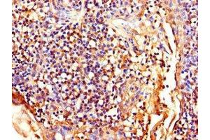 Immunohistochemistry of paraffin-embedded human tonsil tissue using ABIN7158656 at dilution of 1:100 (LEF1 anticorps  (AA 75-216))