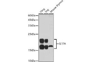 Western blot analysis of extracts of various cell lines, using IL17A antibody (ABIN6128129, ABIN6142315, ABIN6142317 and ABIN6216088) at 1:1000 dilution. (Interleukin 17a anticorps  (AA 24-155))