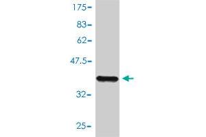 Western Blot detection against Immunogen (40.