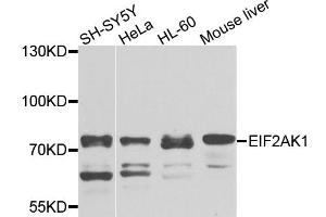 Western blot analysis of extracts of various cell lines, using EIF2AK1 antibody (ABIN1872476) at 1:1000 dilution. (EIF2AK1 anticorps)