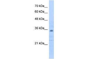 Prohibitin 2 antibody used at 0. (Prohibitin 2 anticorps  (C-Term))
