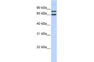 WB Suggested Anti-PHF20L1 Antibody Titration:  0. (PHF20L1 anticorps  (N-Term))
