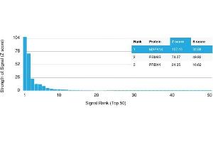 Analysis of Protein Array containing more than 19,000 full-length human proteins using MAPK14 Mouse Monoclonal Antibody (CPTC-MAPK14-1).