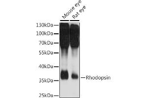 Western blot analysis of extracts of various cell lines, using Rhodopsindopsin antibody (ABIN7269975) at 1:1000 dilution. (Rho-related GTP-binding protein anticorps  (C-Term))