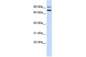 ZNF440 antibody used at 0. (ZNF440 anticorps  (Middle Region))