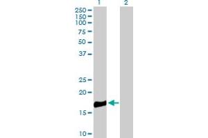 Western Blot analysis of ROBO3 expression in transfected 293T cell line by ROBO3 MaxPab polyclonal antibody.
