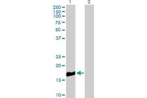 Western Blot analysis of ROBO3 expression in transfected 293T cell line by ROBO3 MaxPab polyclonal antibody. (ROBO3 anticorps  (AA 1-147))
