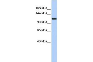 WB Suggested Anti-AFF3 Antibody Titration:  0. (AFF3 anticorps  (Middle Region))