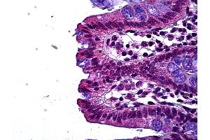Anti-LEO1 antibody IHC of human colon, epithelium.