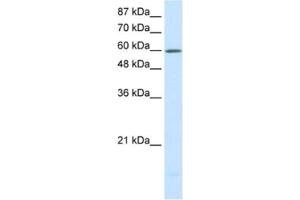 Western Blotting (WB) image for anti-Solute Carrier Family 30 (Zinc Transporter), Member 9 (SLC30A9) antibody (ABIN2460564) (SLC30A9 anticorps)