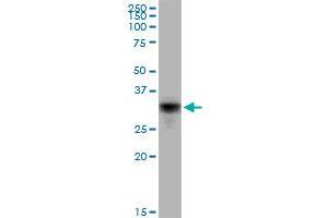 CD80 MaxPab polyclonal antibody.